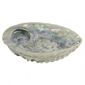 Mooie Abalone schelp